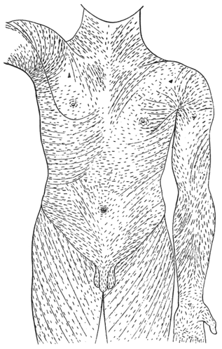 Fig 1 – Langer’s lines of the torso. Incisions made parallel to these lines may heal better and produce less scarring than those that cut across.
