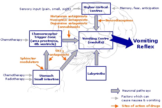 Fig 2 - The pathways and neurotransmitters involved in the control of vomiting.