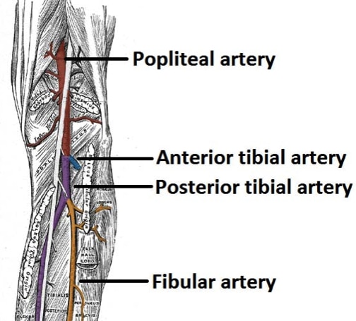Fig. 2 - The anatomy of the popliteal artery
