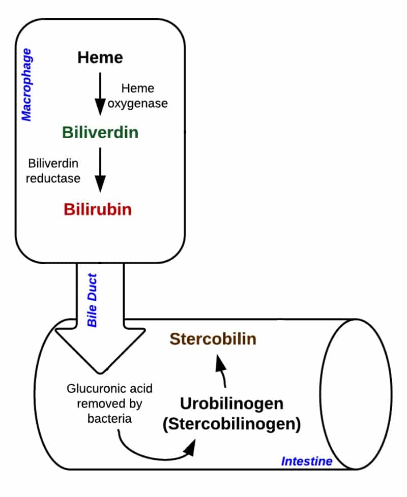 Fig 1 - Bilirubin is produced as a byproduct of haem metabolism.