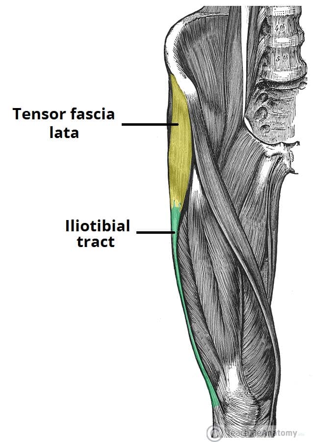 Iliotibial Band Syndrome - Differential Diagnoses - Management -  TeachMeSurgery