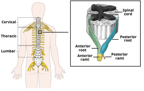 Spinal disorders: lumbar - Neurocirugía Barcelona