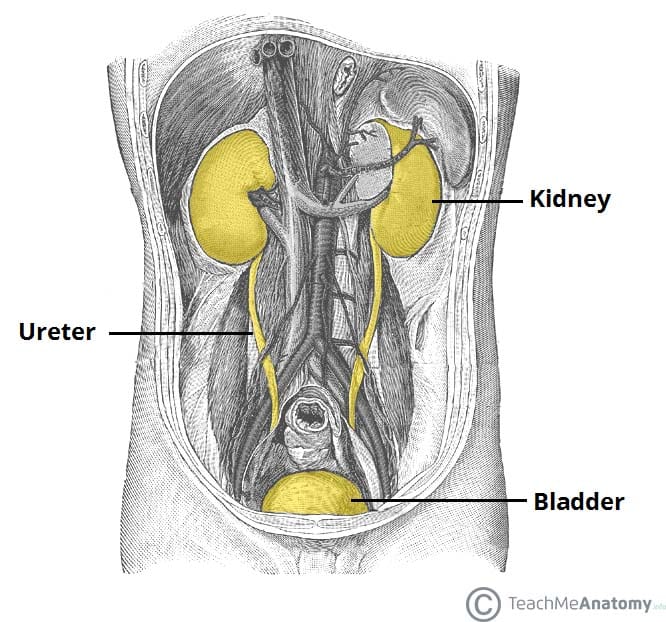 Principle of management of rt flank pain