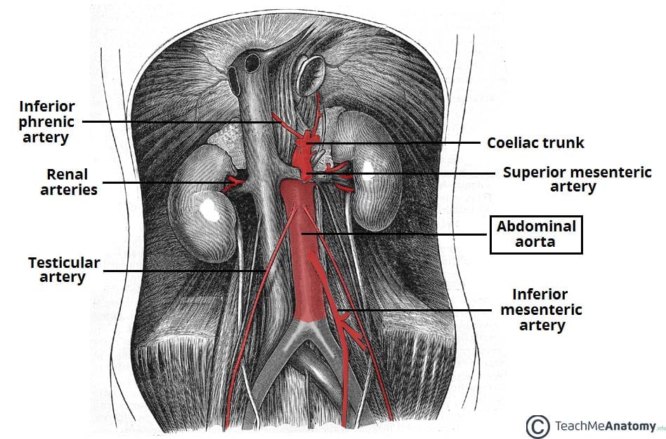 Flank (anatomy) - Wikipedia