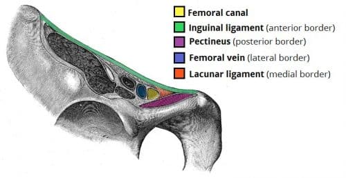 Figure 1 - Borders of the Femoral Canal