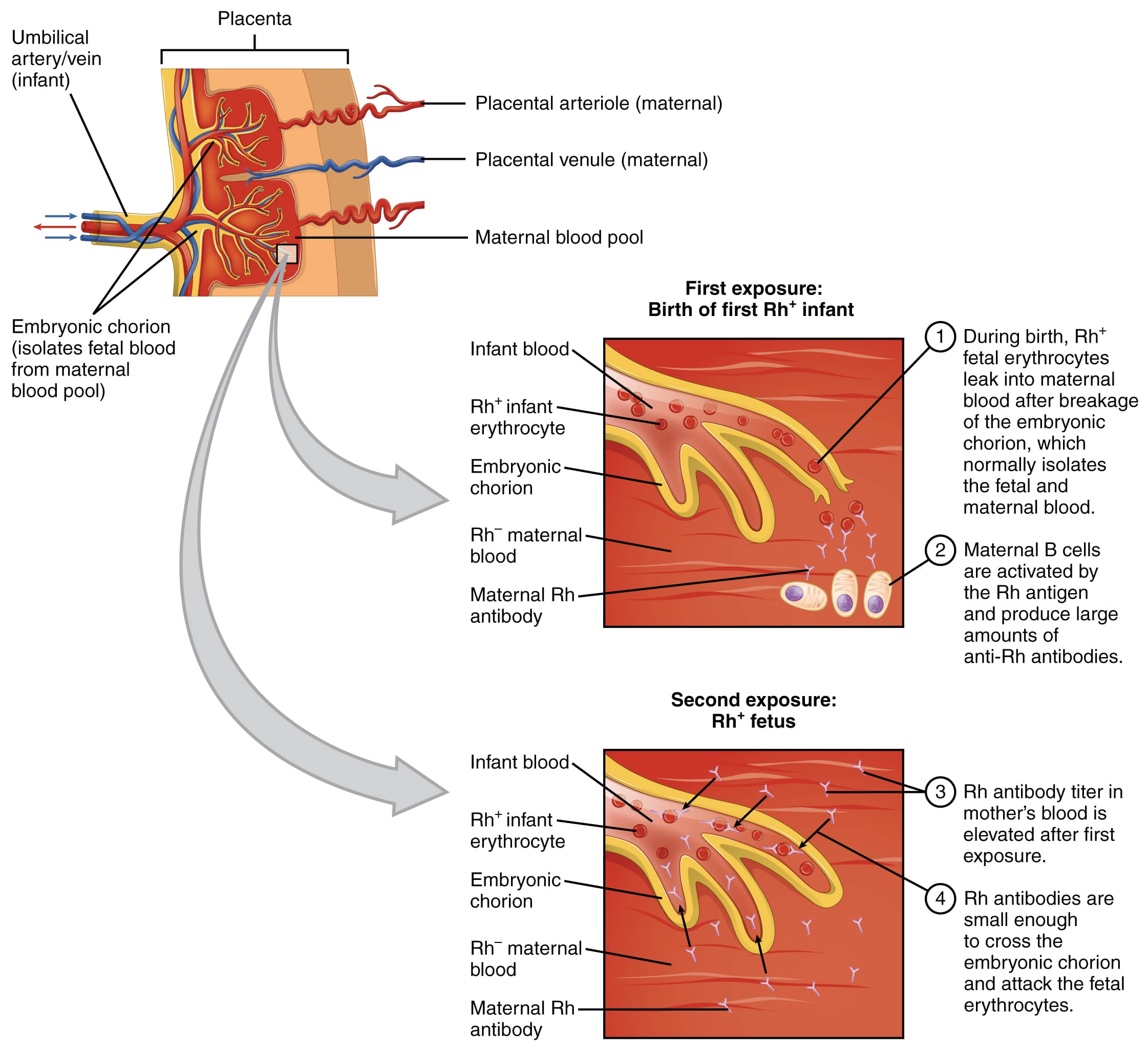 Types of blood products