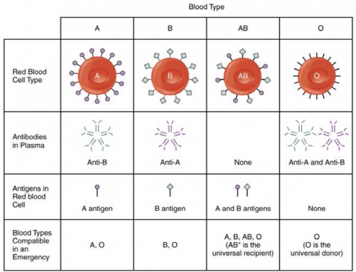 Table 1 - The ABO blood group, with antigens and antibodies.