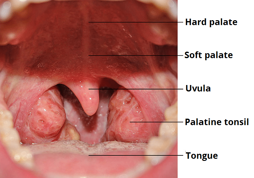 oral cavity tongue