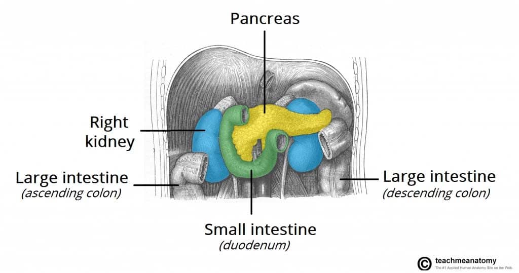 right kidney position in human body - کامل (هلپ کده)