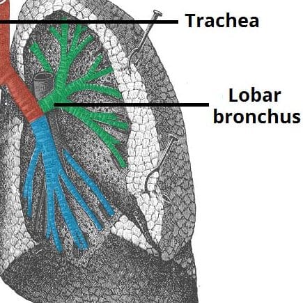 Fig 3 - Anatomy of the trachea and bronchi