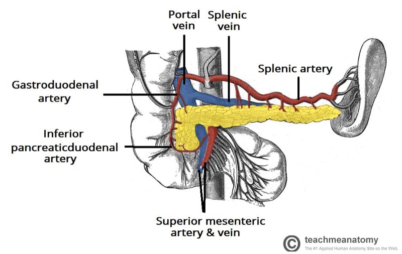 Fig 3 - The vascular supply to the spleen.