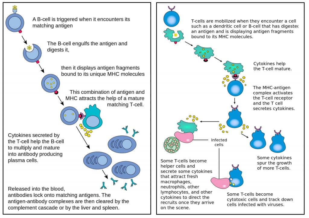 Fig 2 - The roles of B lymphocytes (left) and T lymphocytes (right) in chronic inflammation.