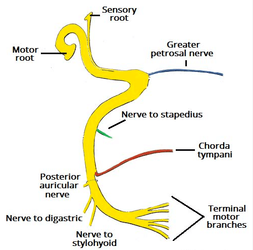 Mandibular Nerve, Formation, Course, Relations