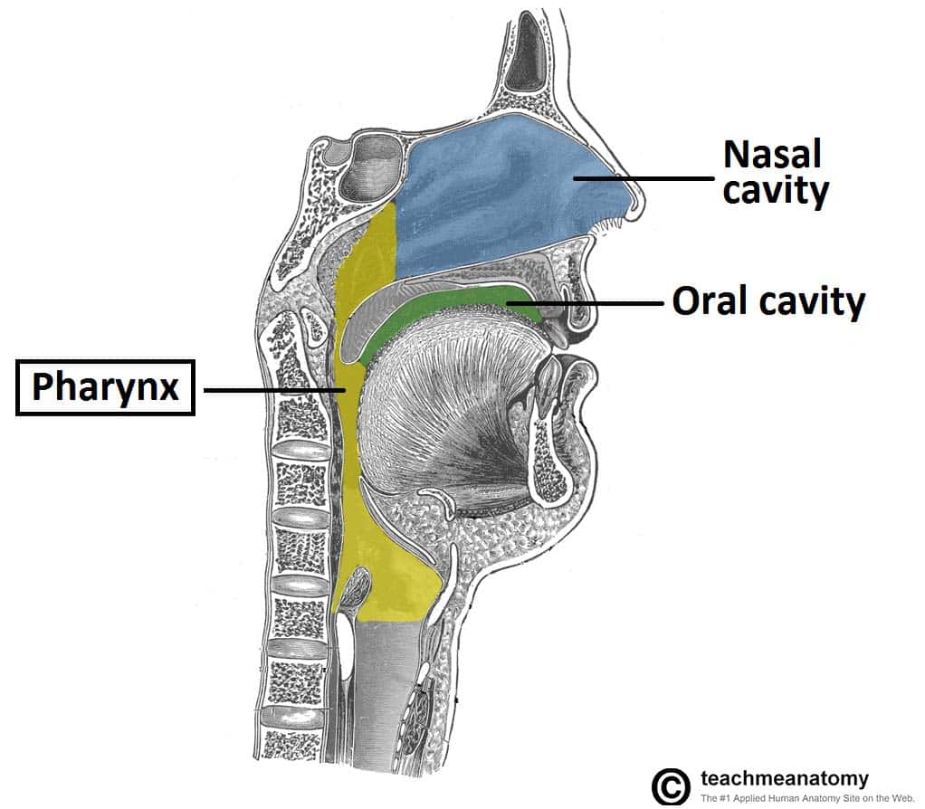 Nasopharynx Anatomy Definition