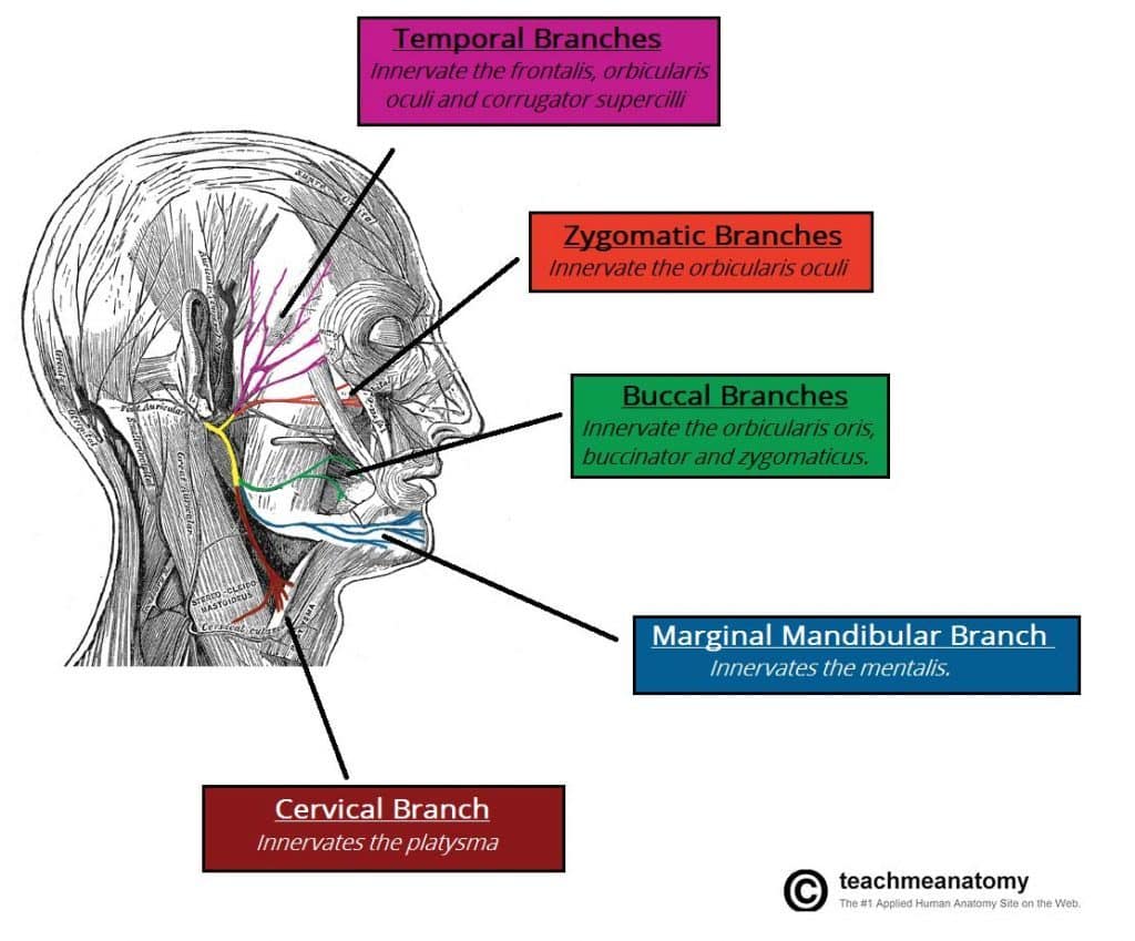 facial nerve palsy treatment