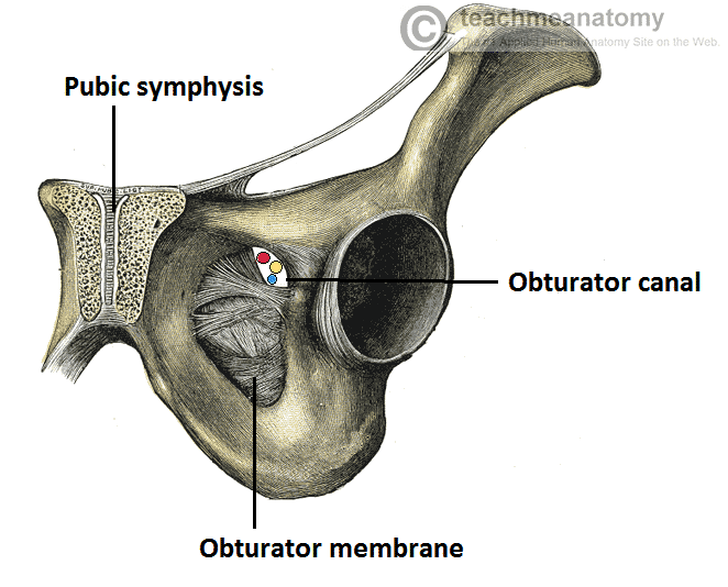 The obturator canal, formed by the obturator membrane in the obturator foramen of the pelvis.