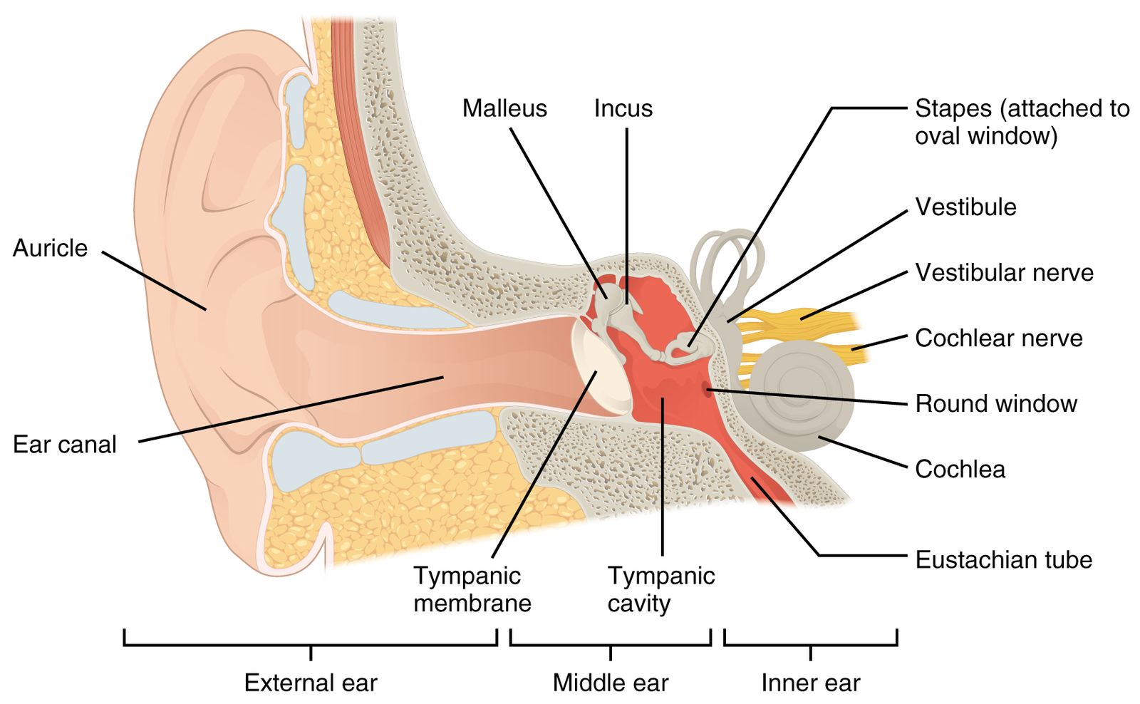 the tube that connects the middle and inner ear