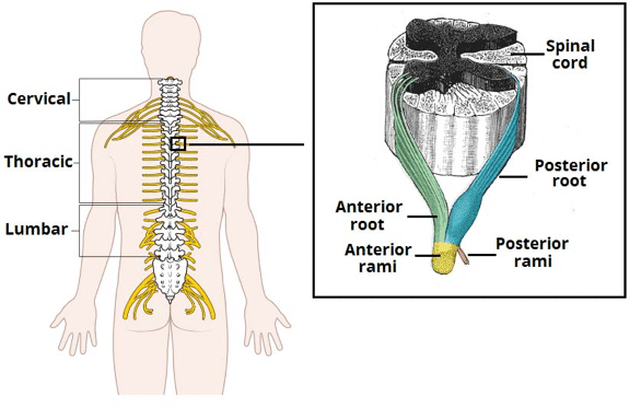 Radiculopathy - Red Flag Symptoms - Symptomatic Management - TeachMeSurgery