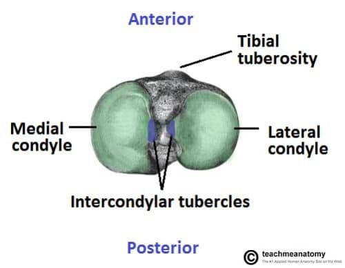 lateral tibial plateau