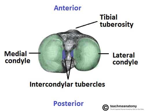 Tibial Plateau Fracture Teachmesurgeryteachmesurgery