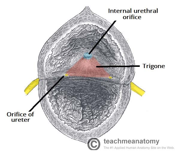 trigone bladder epithelium