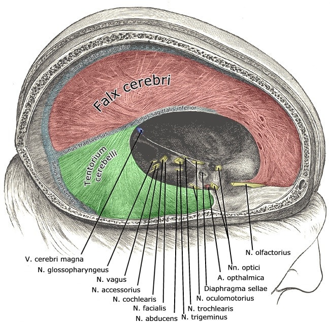 Diploic veins - Wikipedia