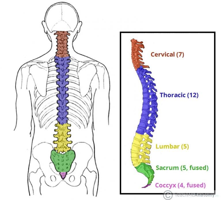 Traumatic Spinal Cord Injury - TeachMeSurgery