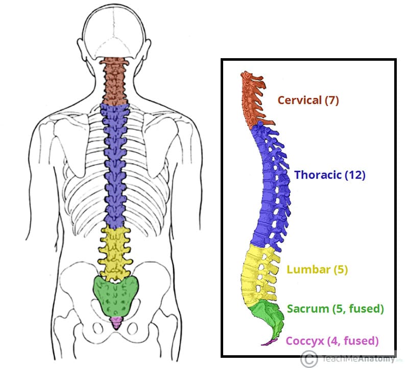 Spine Meaning In English Grammar