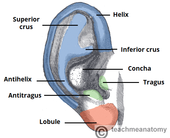 Ear Trauma - TeachMeSurgery