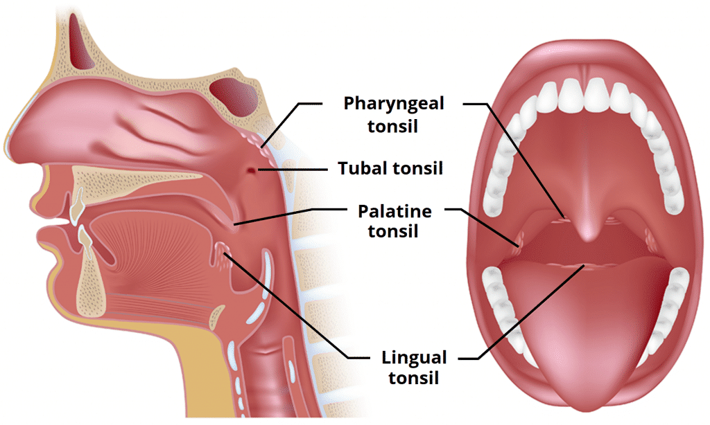 draining-tonsils-best-drain-photos-primagem-org