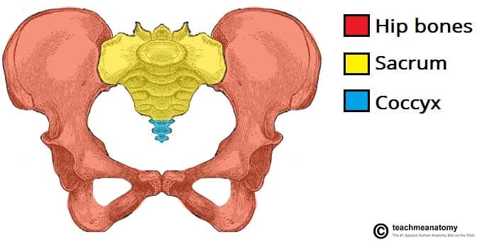 Bones of the Skull - Structure - Fractures - TeachMeAnatomy