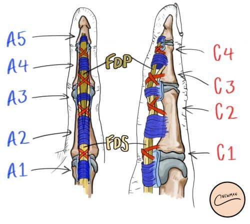 Flexor Tendon Repair Surgical Repair Teachmesurgery 0917