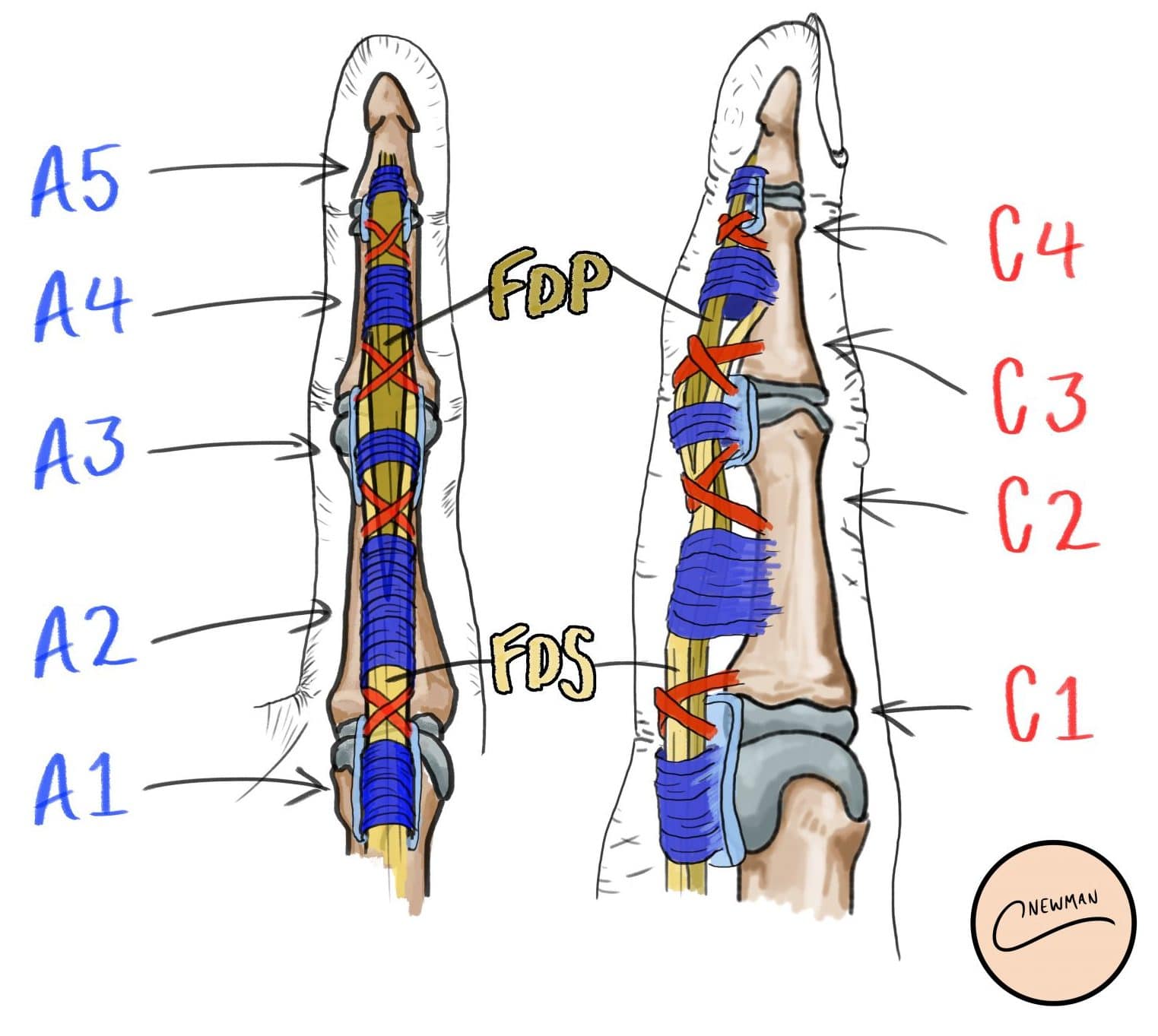 hand anatomy flexor tendons