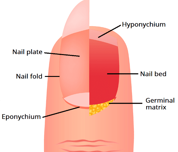 Nail Bed Injury Surgical Repair TeachMeSurgery Nail Bed Injury Surgical Repair TeachMeSurgery