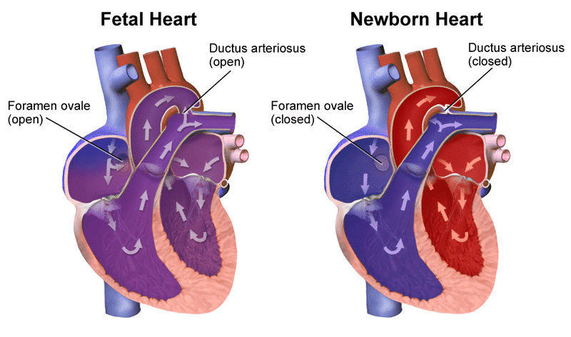 fetal heart