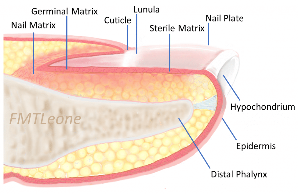 Nail Bed Injury Surgical Repair TeachMeSurgery Nail Bed Injury Surgical Repair TeachMeSurgery