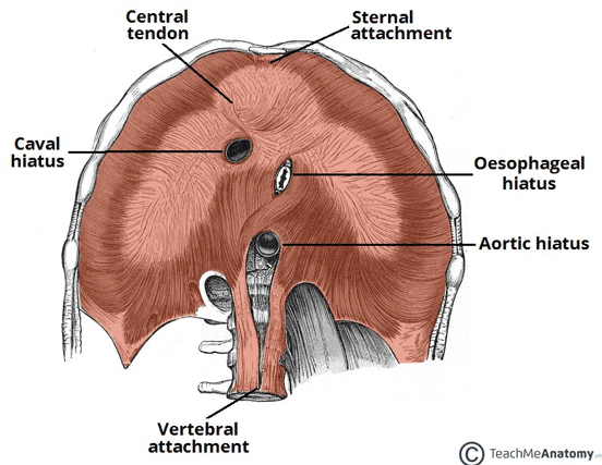 File:Iliac crest 03 - lateral view.png - Wikimedia Commons